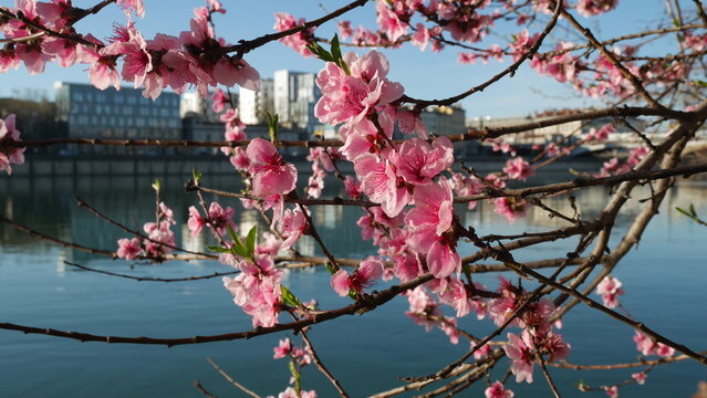 Fleurs de p&ecirc;cher roses au printemps, &eacute;clair&eacute;es par une lumi&egrave;re douce, flottant paisiblement sur l'eau bleue, avec un arri&egrave;re-plan urbain flou et une impressionnisme. Prunus