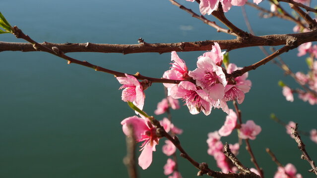 Fleurs de p&ecirc;cher roses au printemps, &eacute;clair&eacute;es par une lumi&egrave;re douce, flottant paisiblement sur l'eau bleue, avec un arri&egrave;re-plan urbain flou et une impressionnisme. Prunus