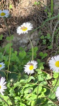 Active bee landing on a yellow and white daisy to collect nectar
A close-up, natural shot of a honey bee skillfully landing on a vibrant daisy flower and immediately starting to gather nectar in a sun