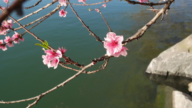 Fleurs de p&ecirc;cher roses au printemps, &eacute;clair&eacute;es par une lumi&egrave;re douce, flottant paisiblement sur l'eau bleue, avec un arri&egrave;re-plan urbain flou et une impressionnisme. Prunus