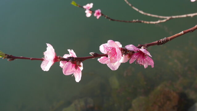 Fleurs de p&ecirc;cher roses au printemps, &eacute;clair&eacute;es par une lumi&egrave;re douce, flottant paisiblement sur l'eau bleue, avec un arri&egrave;re-plan urbain flou et une impressionnisme. Prunus