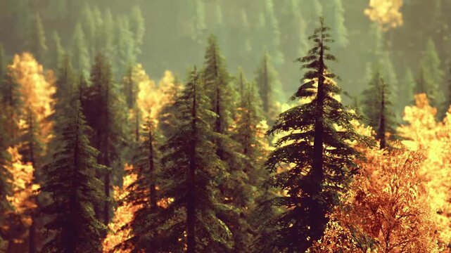 Backlit fir cluster with golden leaves and soft haze, layered trunks creating rhythm and depth, intimate nature study perfect for seasonal editorial and eco