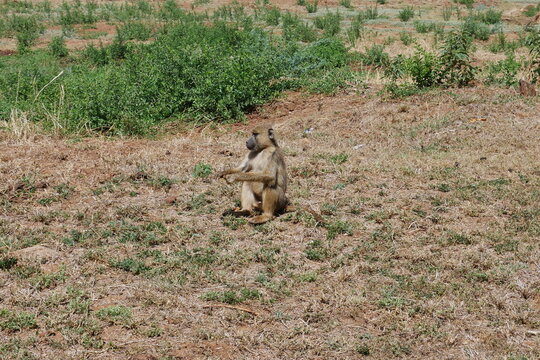 Pavian auf Rasen am Tsavo East Nationalpark bei Voi in Kenia