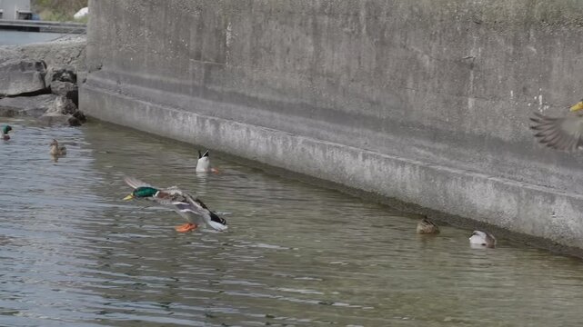 Mallards fly and glide in the water of a lake in slow motion