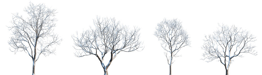 Set of winter Melia azedarach (the chinaberry tree, syringa berrytree, Persian lilac, white cedar) frontal set street trees isolated png in sunny daylight on a transparent background perfectly cutout