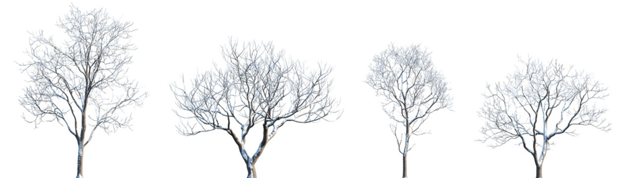 Set of winter Melia azedarach (the chinaberry tree, syringa berrytree, Persian lilac, white cedar) frontal set street trees isolated png in sunny daylight on a transparent background perfectly cutout