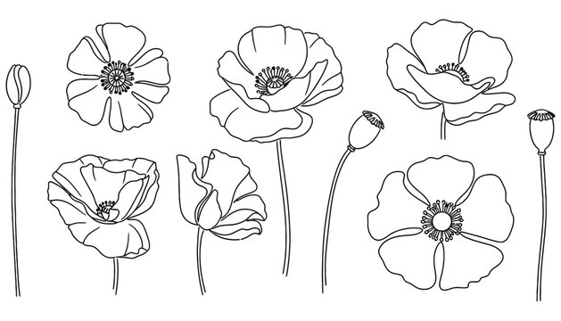 Collection of delicate line art drawings featuring blooming poppy flowers buds and seed pods in various stages of development nature outline illustration botanical floral