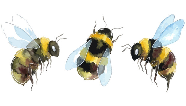 Three fluffy bumblebees rendered in watercolor style with visible stripes and delicate transparent wings in flight insect fly flying nature animal striped macro wild wildlife