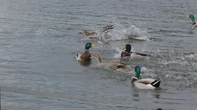 Mallards fly and glide in the water of a lake in slow motion
