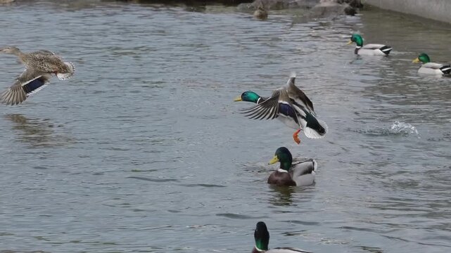 Mallards fly and glide in the water of a lake in slow motion