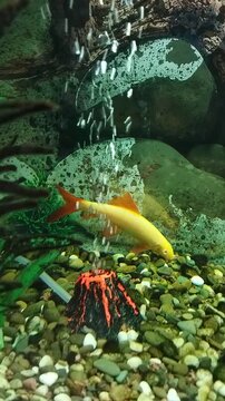 fish in aquarium, Albino rainbow shark fish swimming in a freshwater aquarium with air bubbles and decorative volcano