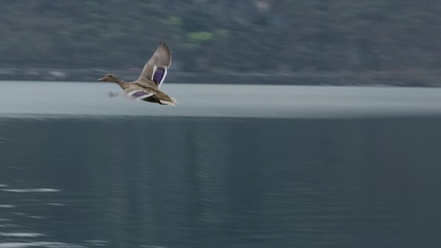A mallards flying over a lake in slow motion