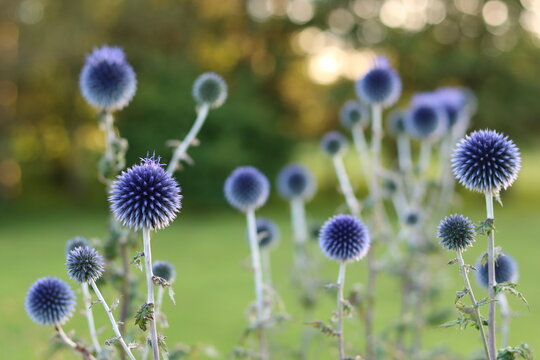 Blue globe thistles or echinops in a garden