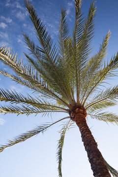 Low-angle view of a palm tree against a clear sky, Andalusia, Spain