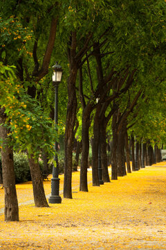 A close up of a lamp post in a row of Tipuana Tipu Trees, Seville, Spain