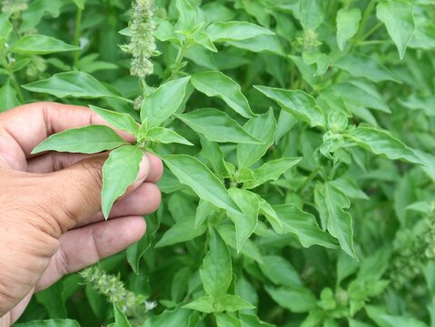 Hand holding fresh lemon basil plant in the garden. Perfect for concepts related to organic gardening, herbal medicine, healthy cooking, and sustainable lifestyle