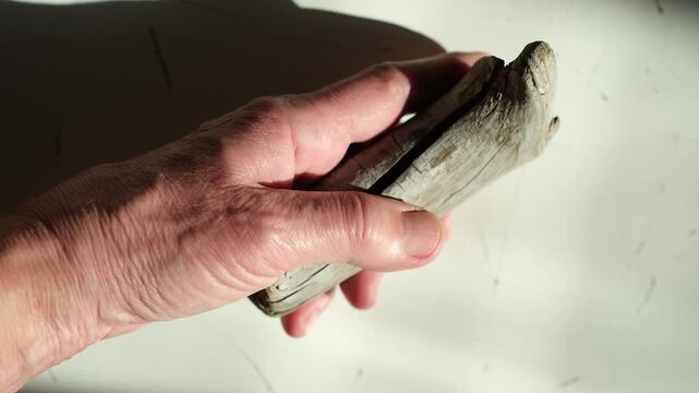 Sensory experience. Driftwood in woman's hand. Tactile interaction with natural, organic materials. Bright sunlight. Help from digital fatigue.