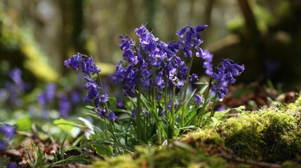 Obraz premium Clusters of delicate purple bluebell flowers in full bloom, nestled amongst mossy woodland floor.