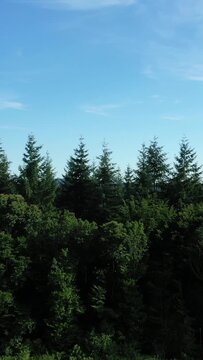 Lush green pine trees stretch across the rolling hills under a clear blue sky in the Morvan countryside of France. Serene natural scenery ideal for nature and travel concepts.