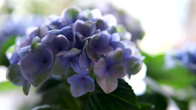 Hydrangea Blooming Blue Red and Purple Colors