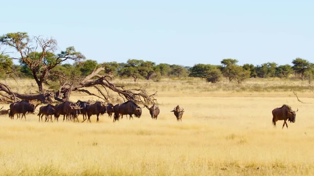 Playful blue wildebeest (Connochaetes taurinus) Walking in dust, Mokala National Park, South Africa