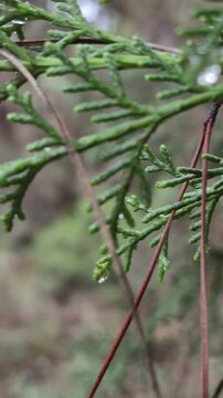 Sparkling raindrops clinging to Retama (Broom) branch
An atmospheric and detailed close-up shot of clear raindrops resting on a slender green Retama bush branch after a spring rain, highlighting the f
