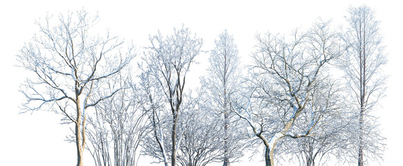 Obraz premium Set of winter trees and shrubs frontal set street isolated png in sunny daylight on a transparent background perfectly cutout