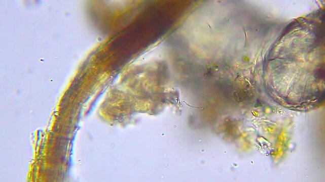 Small bristle worm rapidly moving near rod shaped object under 400x bright field microscopy. 4K scientific microscopy footage.