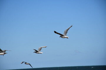 Fototapeta premium birds in flight