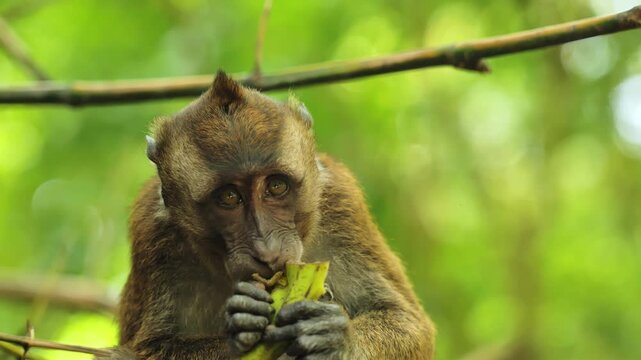 Close view of monkey feeding on fruit with natural light Cebu Philippines