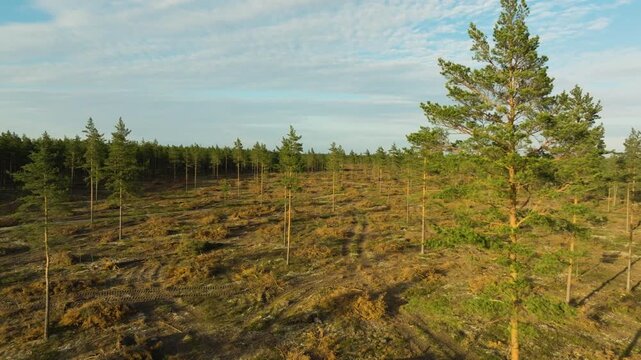 Aerial view over a selective logging site in a Finnish pine forest at sunset.