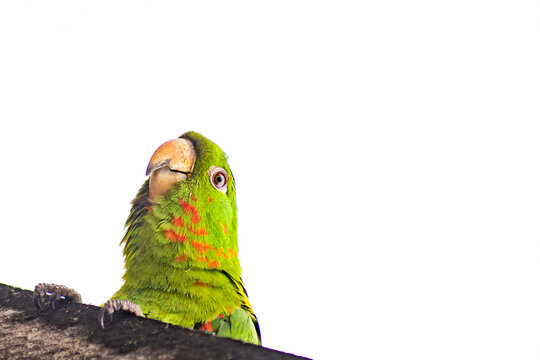 Green parakeet, Jandaia, Cocota, Maritaca (Maritaca), parrot. Close-up portrait of a green parakeet, displaying vibrant plumage and an expressive gaze.