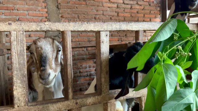  Goats eating green leaves in a traditional wooden pen