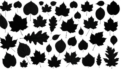 Fototapeta premium Black leaf silhouettes of varying shapes and sizes are arranged, creating a natural and textured aesthetic