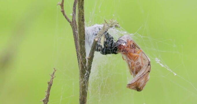Predatory spider secures a winged termite three times its size with silk in a lush green setting.