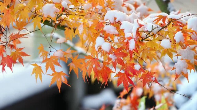 雪景色。紅葉に積もる雪。秋から冬への移ろい。長野。