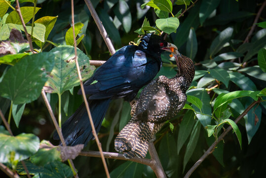 A male asian koel feeds his female partner with papaya