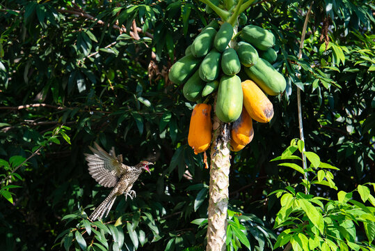 A female asian koel flying towards a papaya tree