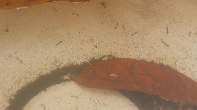 Mosquito larvae live in dirty puddles of water with dry leaves