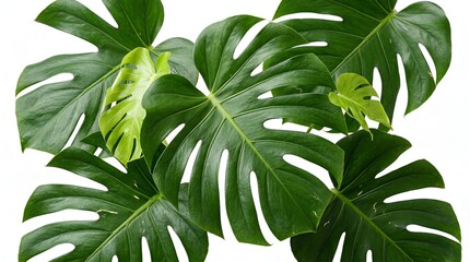 Obraz premium Monstera Green Tropical Leaves Isolated on White Background