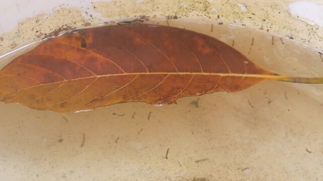 Mosquito larvae live in dirty puddles of water with dry leaves