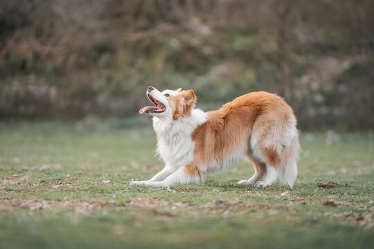 Border Collie Standing Alert in Field After Playing: Border Collie looking to the side, attentive and ready to continue play.