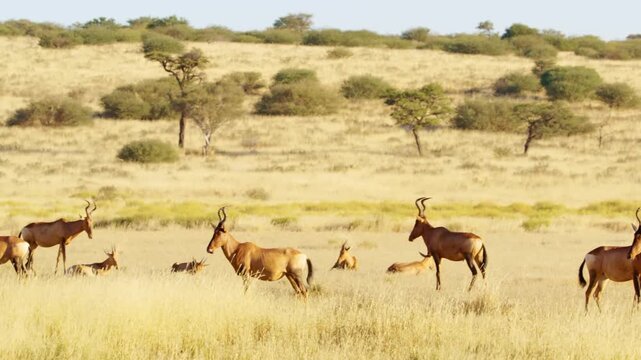 Red hartebeest ) or Cape hartebeest (Alcelaphus buselaphus caama) herd grazing in grasslands at Mountain Zebra National Park, Eastern Cape, South Africa.
