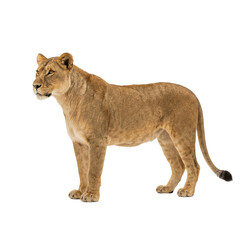 Obraz premium Graceful lioness standing alert and poised, embodying strength and wild beauty of the savanna, a stunning wildlife portrait Isolated on a Transparent Background PNG