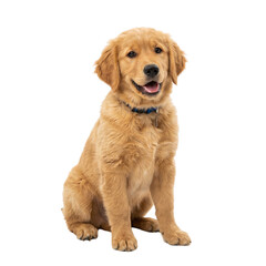 Fototapeta premium Adorable Golden Retriever Puppy, sweet and fluffy, sitting and smiling playfully, looking directly at the camera, Isolated on a Transparent Background PNG