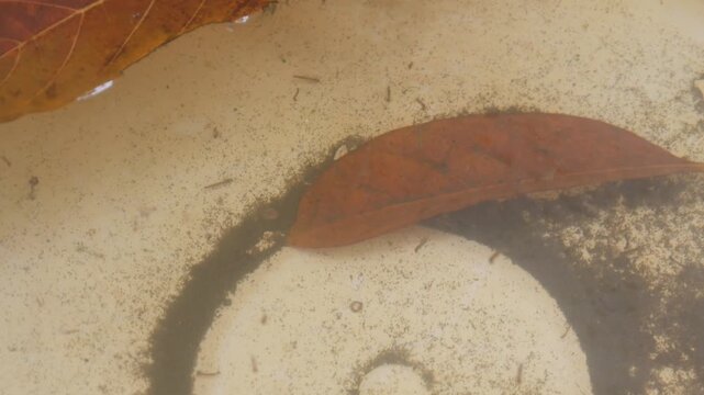 Mosquito larvae live in dirty puddles of water with dry leaves