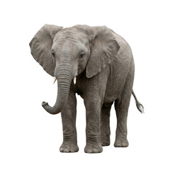 Obraz premium Adorable young African elephant calf standing majestically, captured in a detailed studio shot, Isolated on a Transparent Background PNG