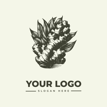 Hand drawn ginger root illustration for organic food branding and logo design.