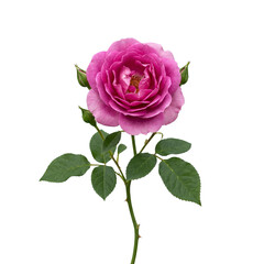 Naklejka premium Beautiful Pink Rose with Green Leaves Isolated on a Transparent Background PNG