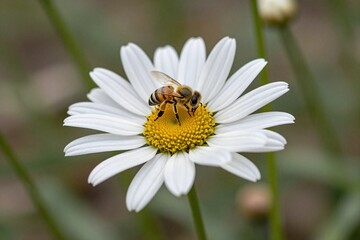 Fototapeta premium A bee is sitting on a white flower
